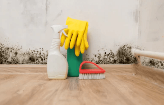 how to get rid of mold